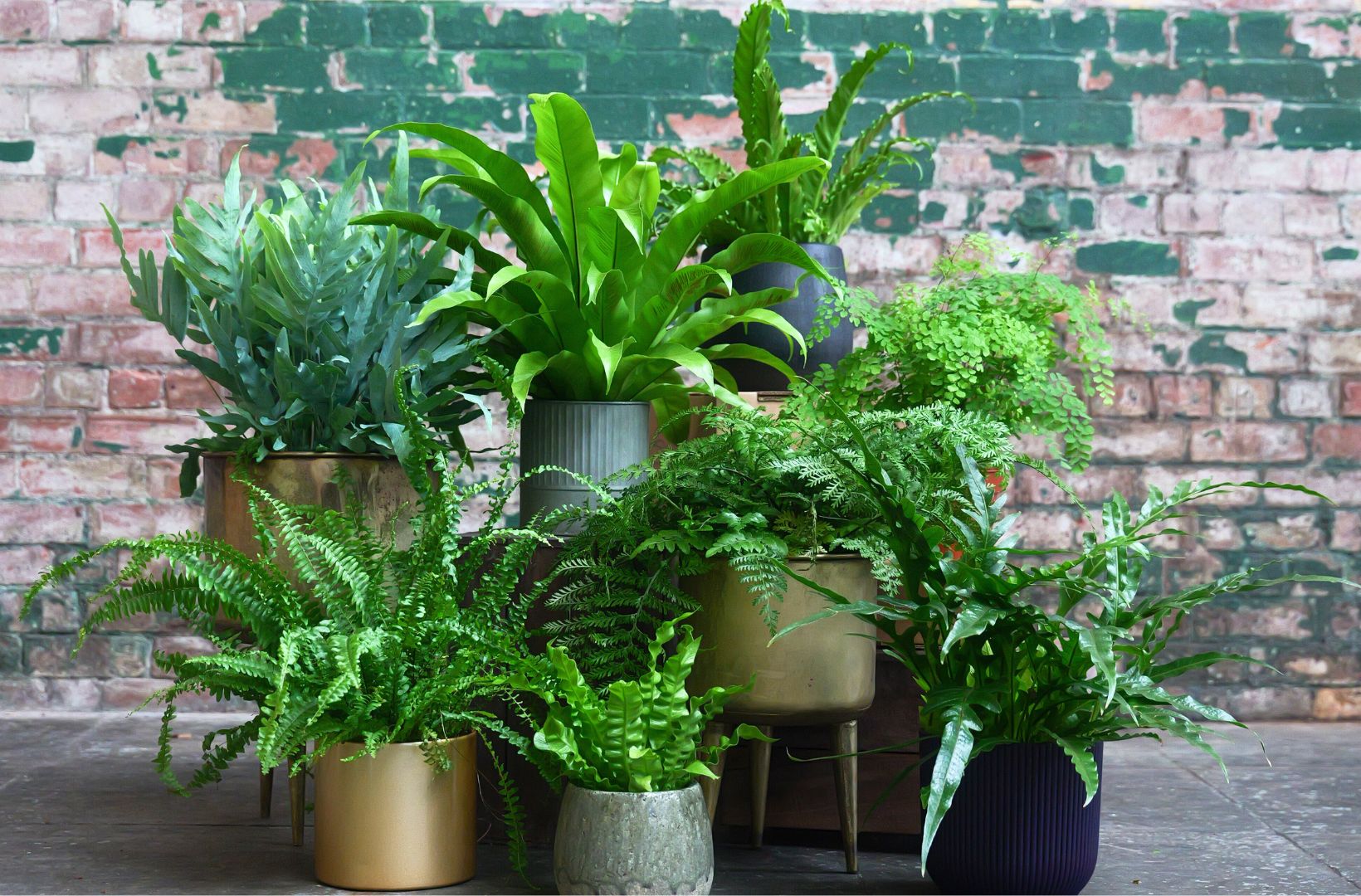 Why You Should Fill Your Home with Ferns  The Green East