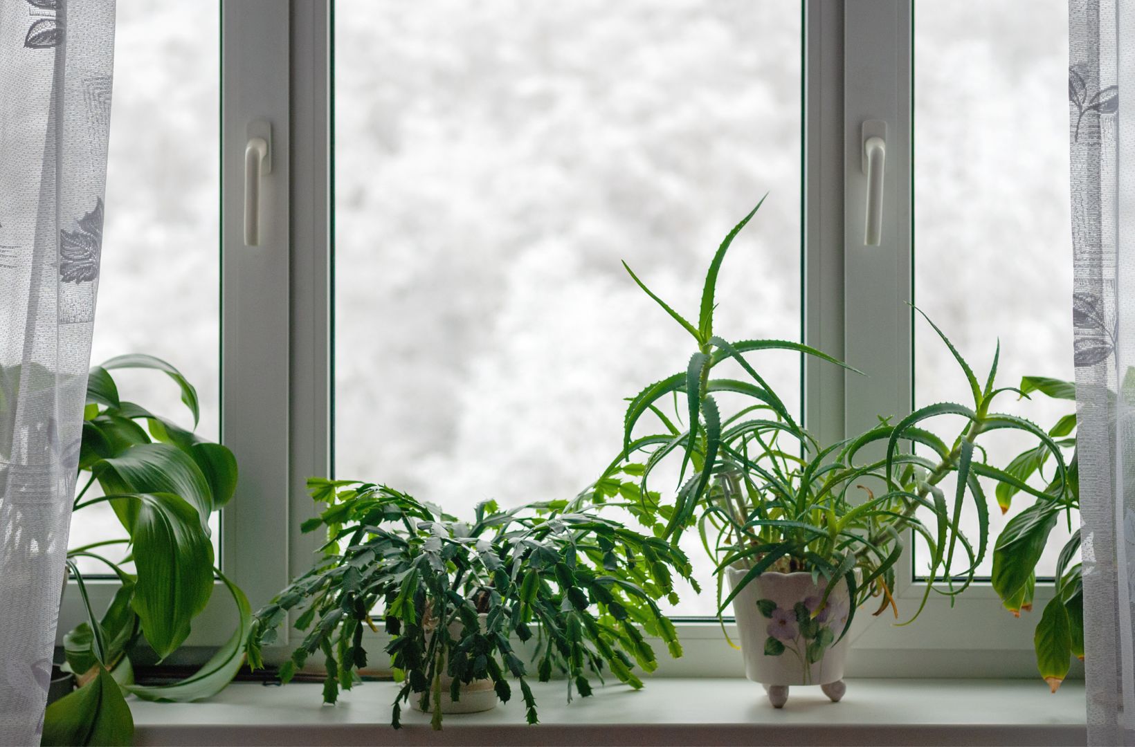 Houseplants for Cold Rooms: Indoor Plants That Won't Mind the Cold  The  Green East