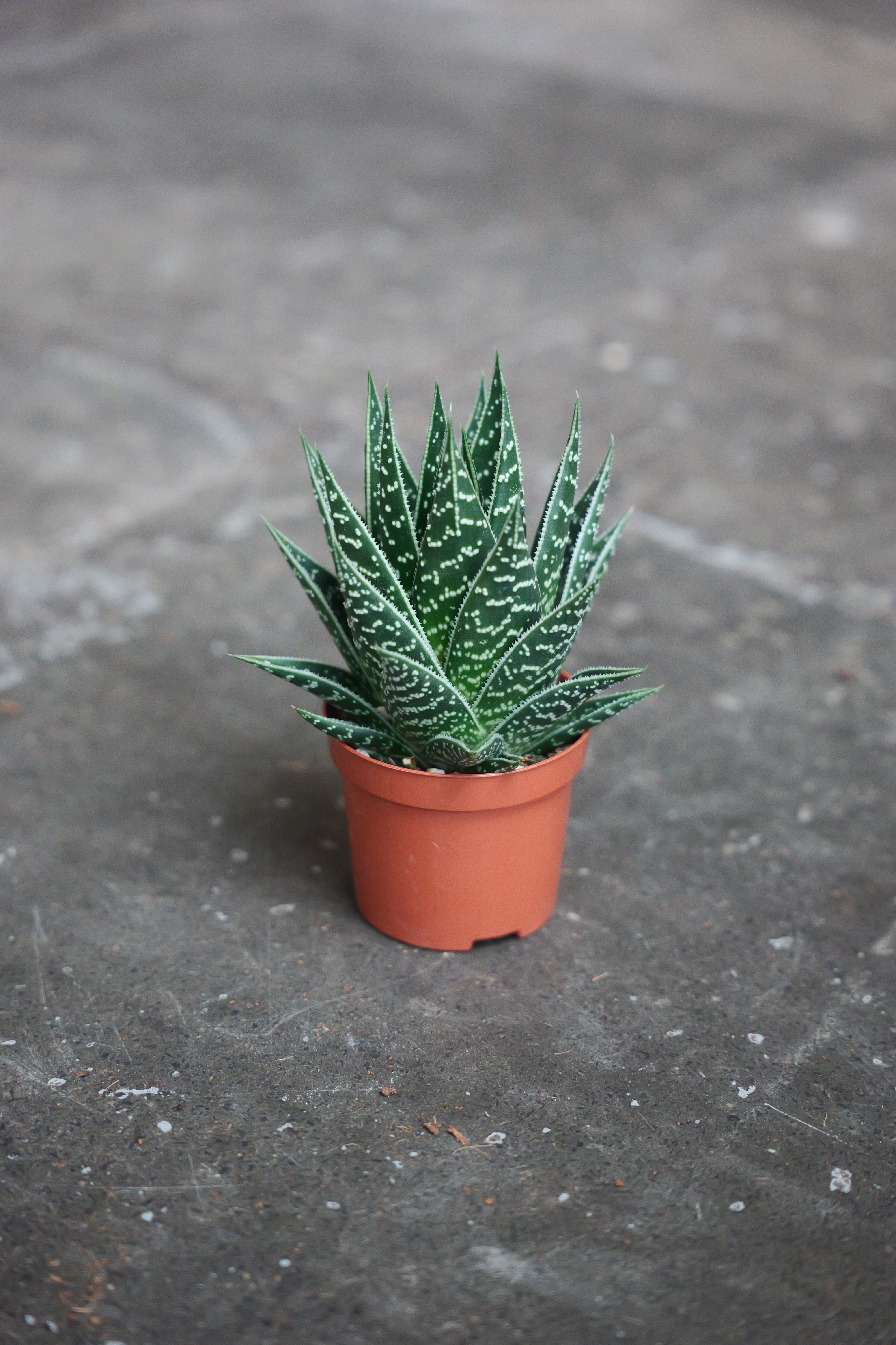 Aloe tiki Tahi
