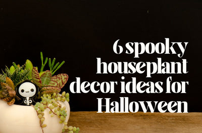 Hauntingly Beautiful. 6 Ways You Can Style Your Home with Houseplants for Halloween