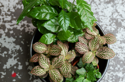 Design ideas for mixed houseplant containers