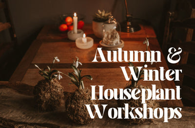 Autumn & Winter Houseplant Workshops