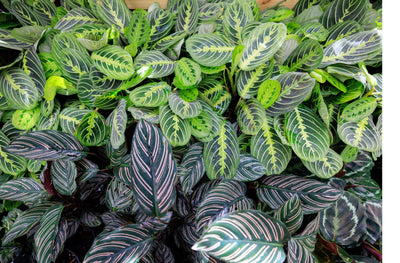 Caring for your Calathea