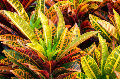 6 Must Have indoor Plants for Autumn Colour