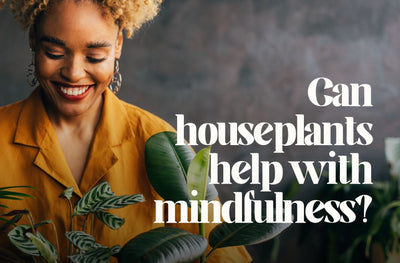 Can houseplants help with mindfulness?