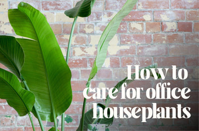 How to Care for Office Houseplants