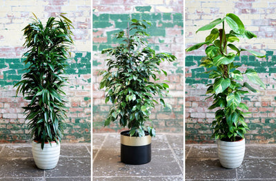 The Benefits of Having Large Office Plants