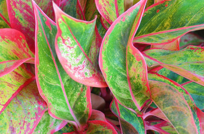 Discover the Unusual: Our Favourite Strange and Unique Houseplants