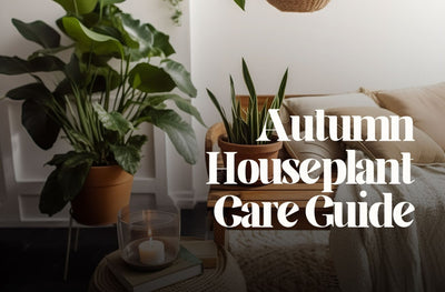 How to care for your houseplants this autumn. An ultimate guide.