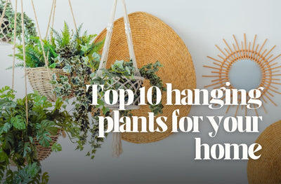 Top 10 hanging plants for your home