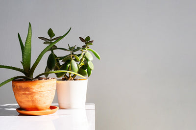 Houseplants That Will Thrive in Direct Sunlight In Your Home