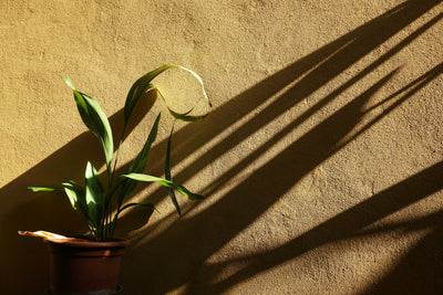How to Keep Your Plants Healthy and Cool in a Heatwave