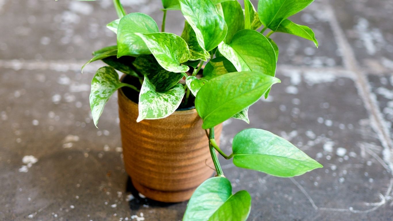 Air-purifying plants