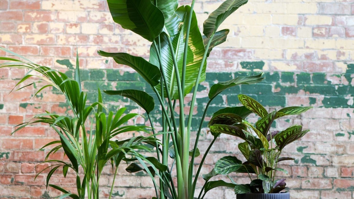 Extra Large Plants