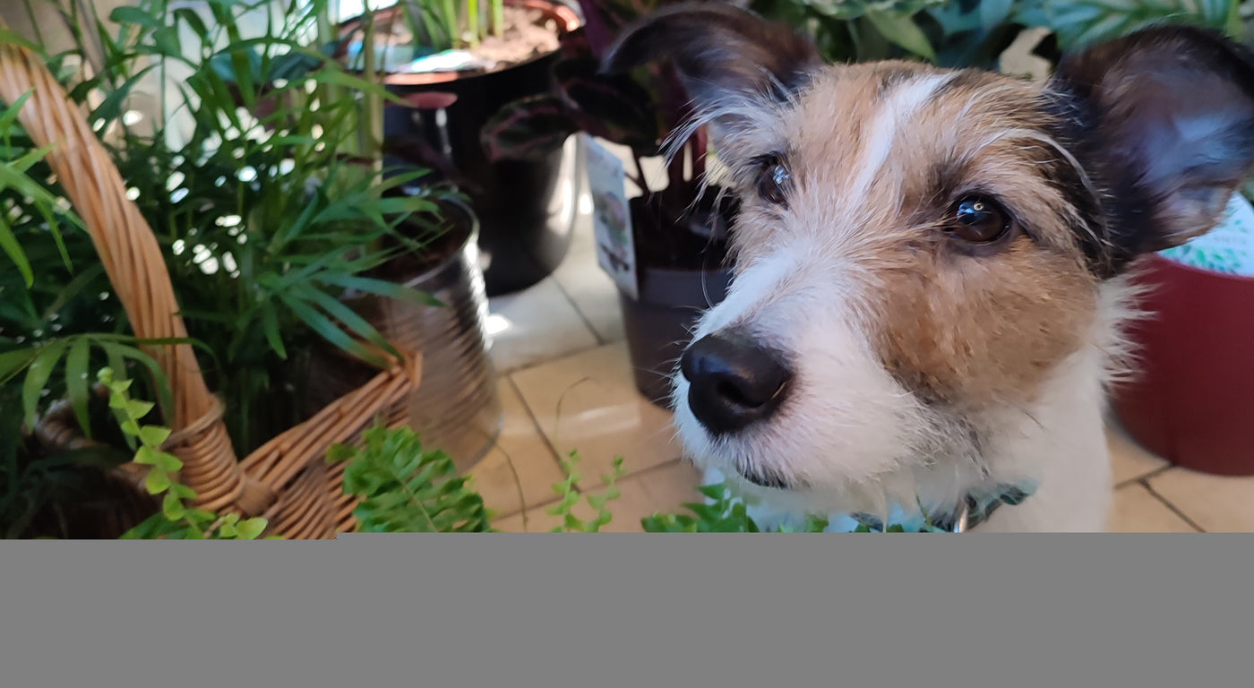 Pet Safe Plants