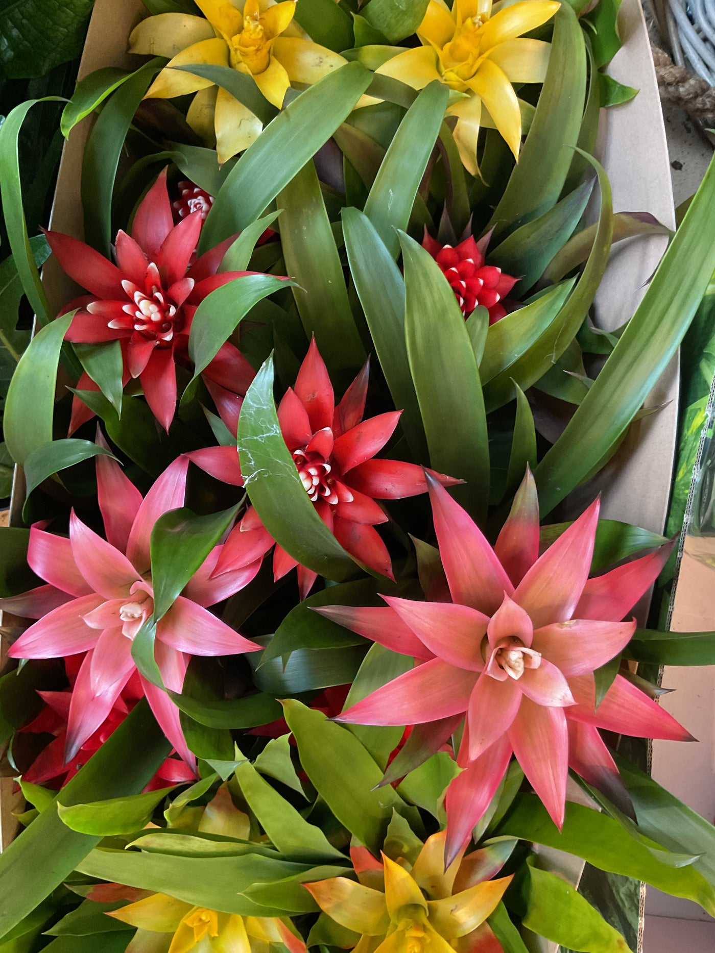 Guzmania