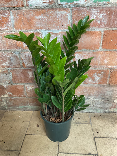 Zamioculcas zamiifolia- ZZ Plant