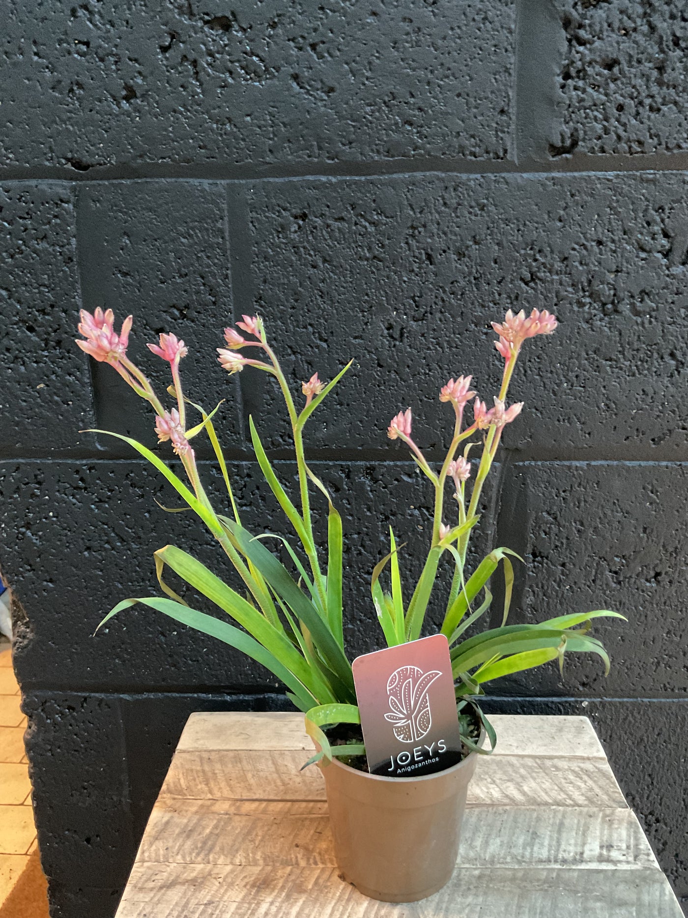 Anigozanthos - Kangaroo paws