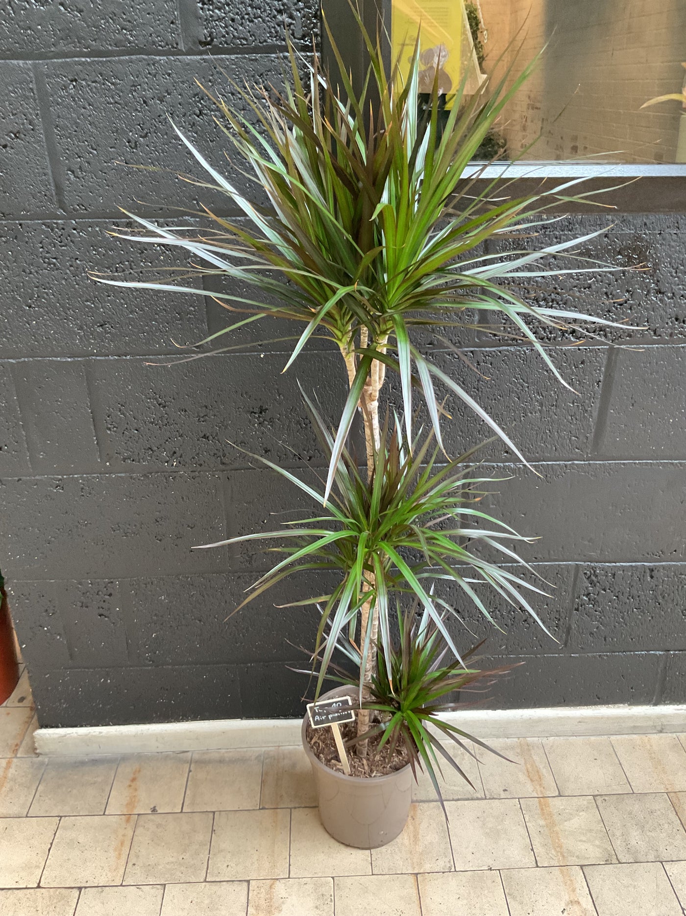 Dracaena marginata - Dragon tree