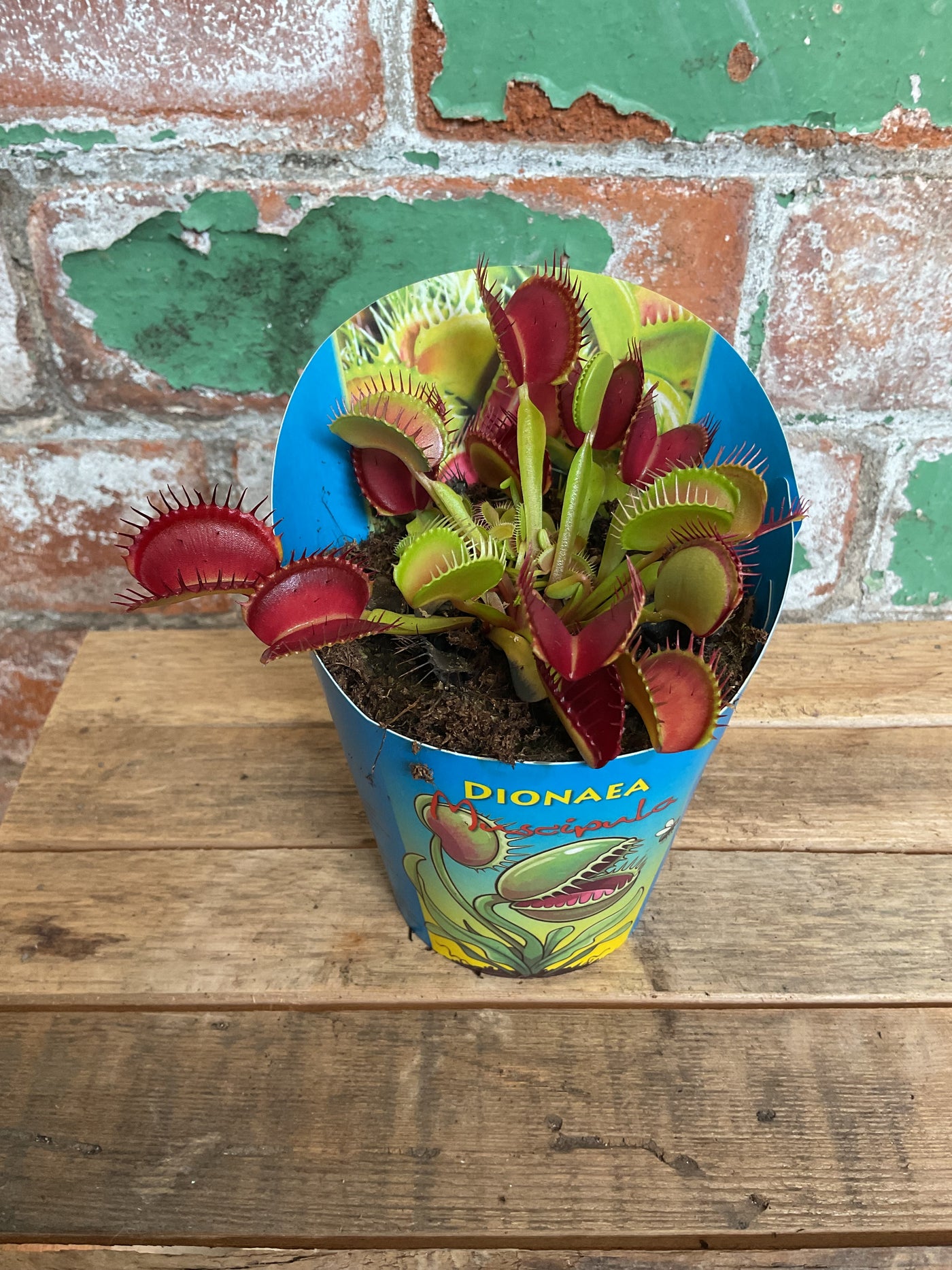 Venus fly trap