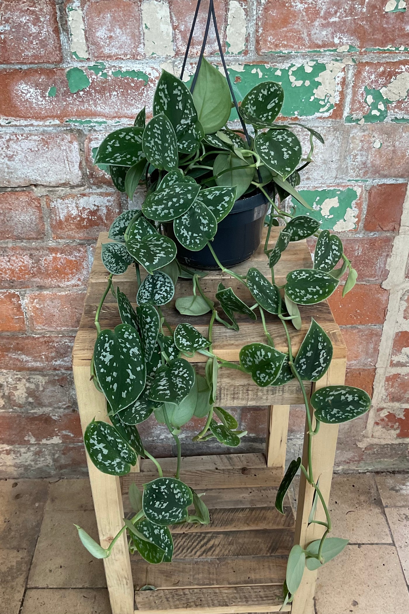 Scindapsus - Satin pothos