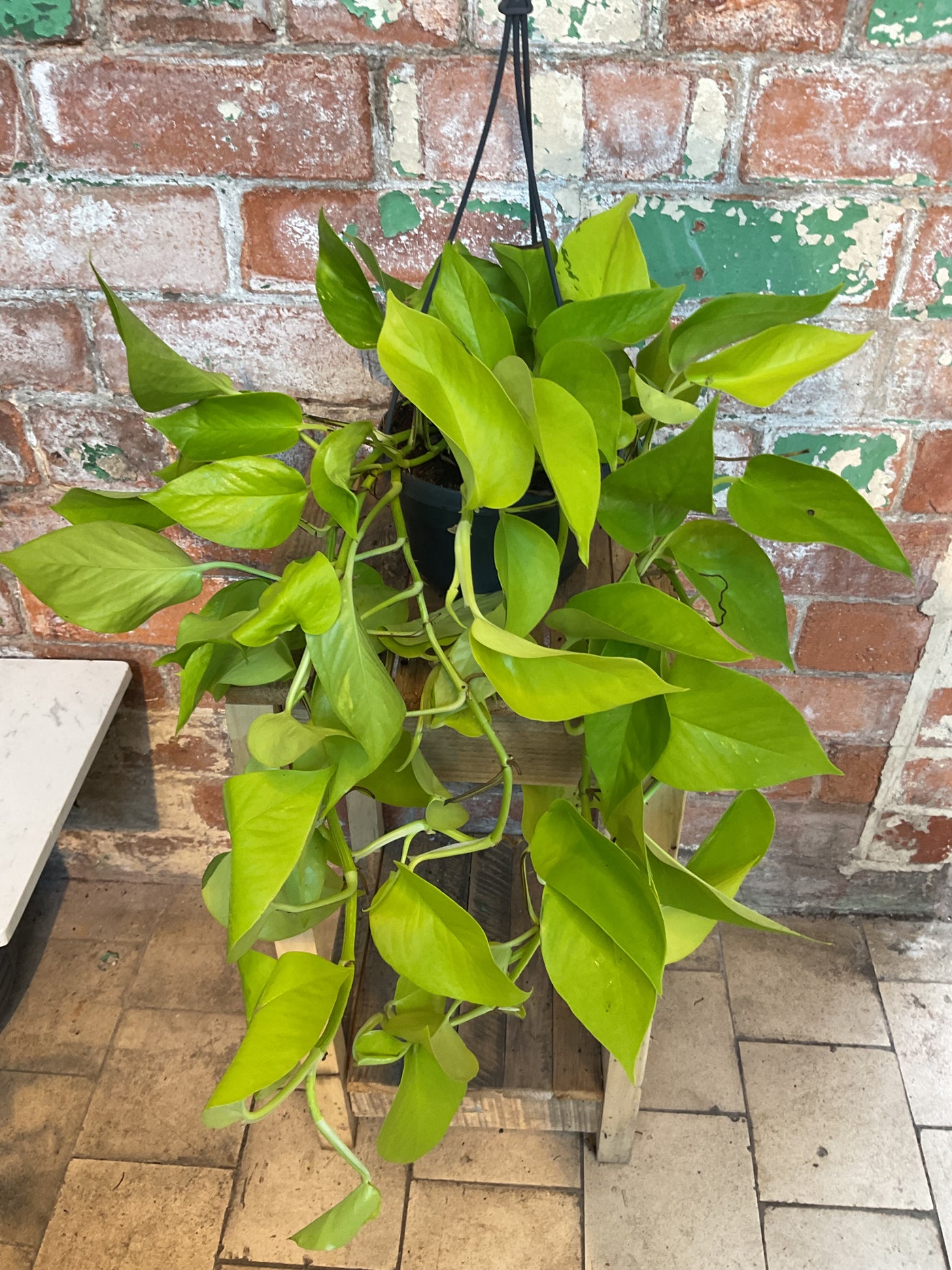 Epipremnum Aureum - Neon Pothos