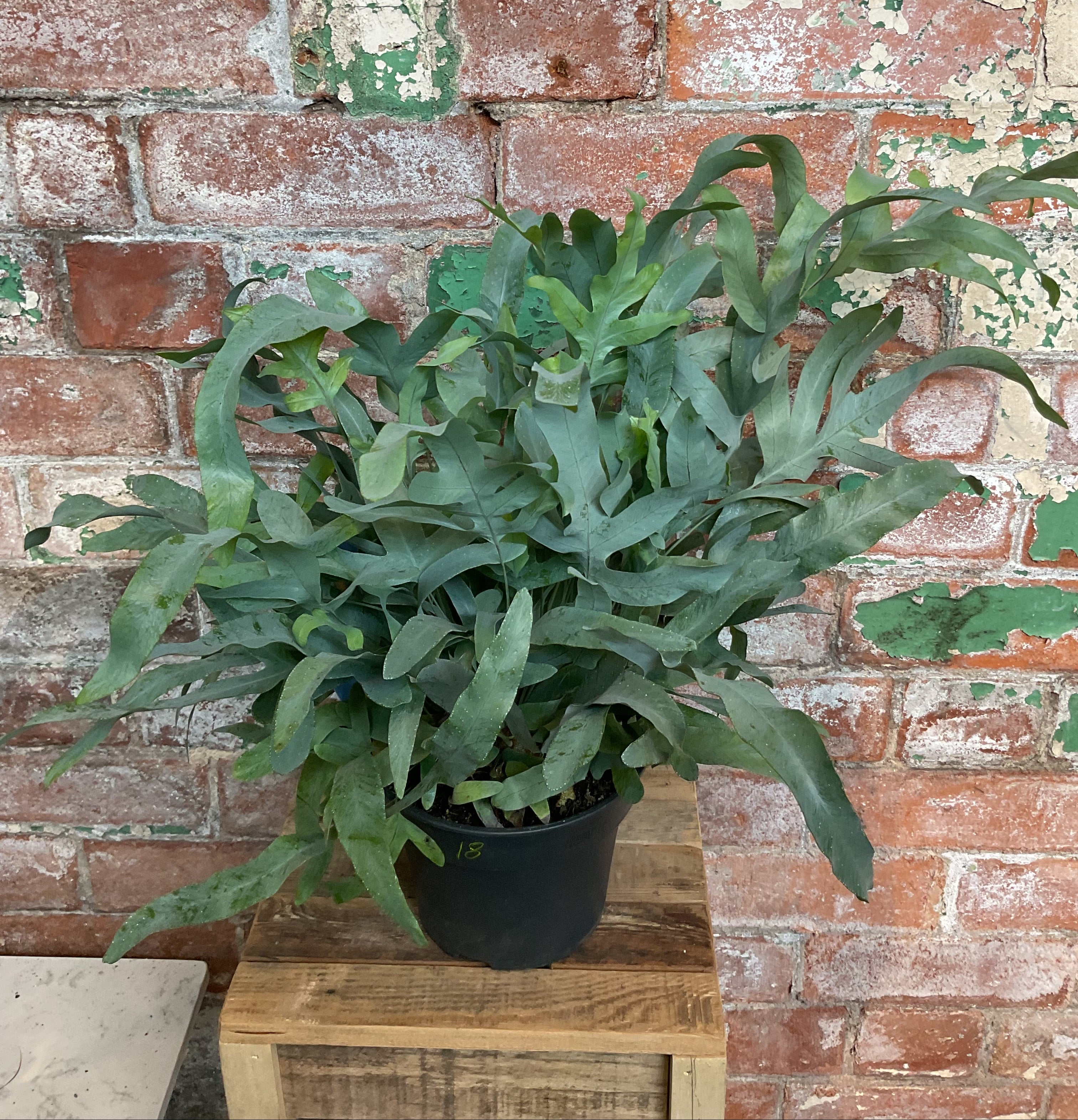 Phlebodium aureum - Blue star fern – The Green East