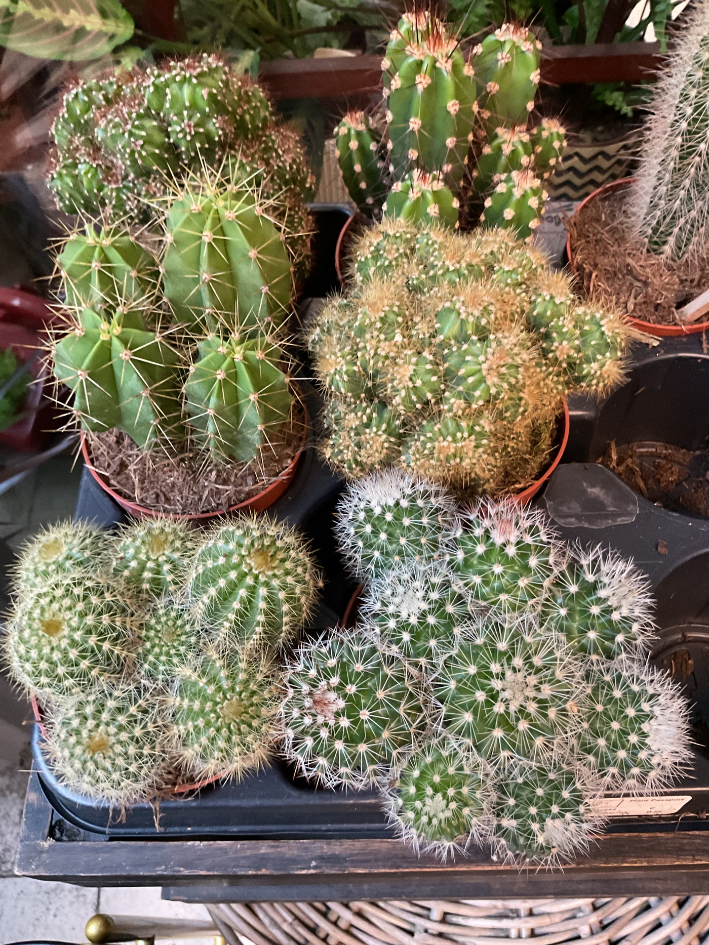 Cactus mix