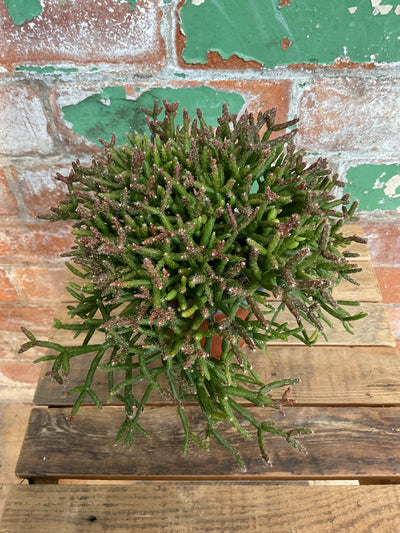 Rhipsalis - Mistletoe cacti