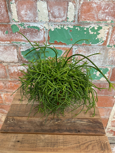 Rhipsalis - Mistletoe cacti