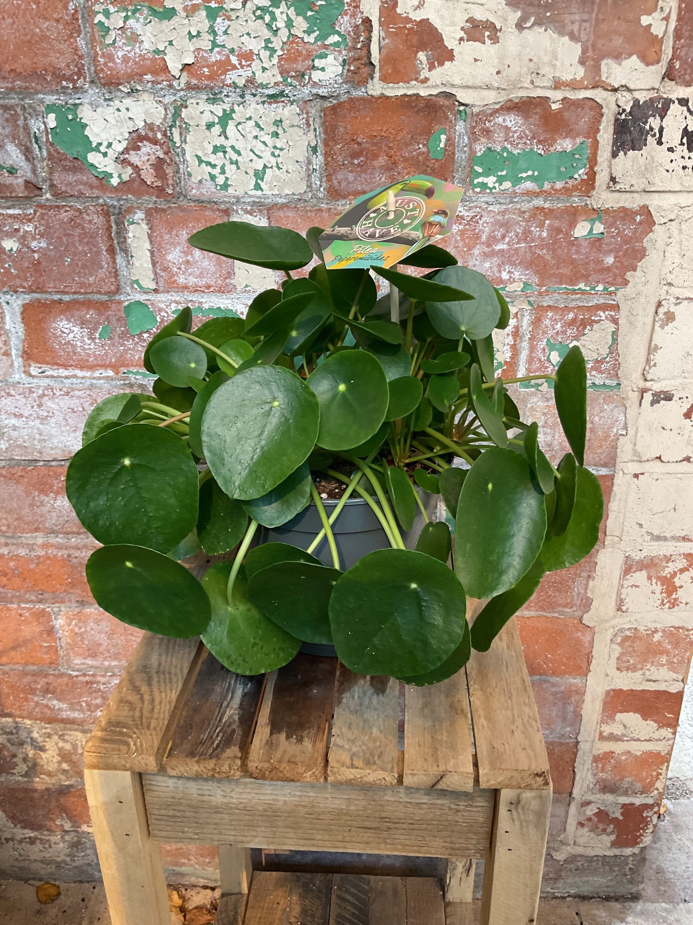 Pilea Peperomioides