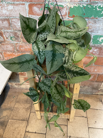 Scindapsus - Satin pothos