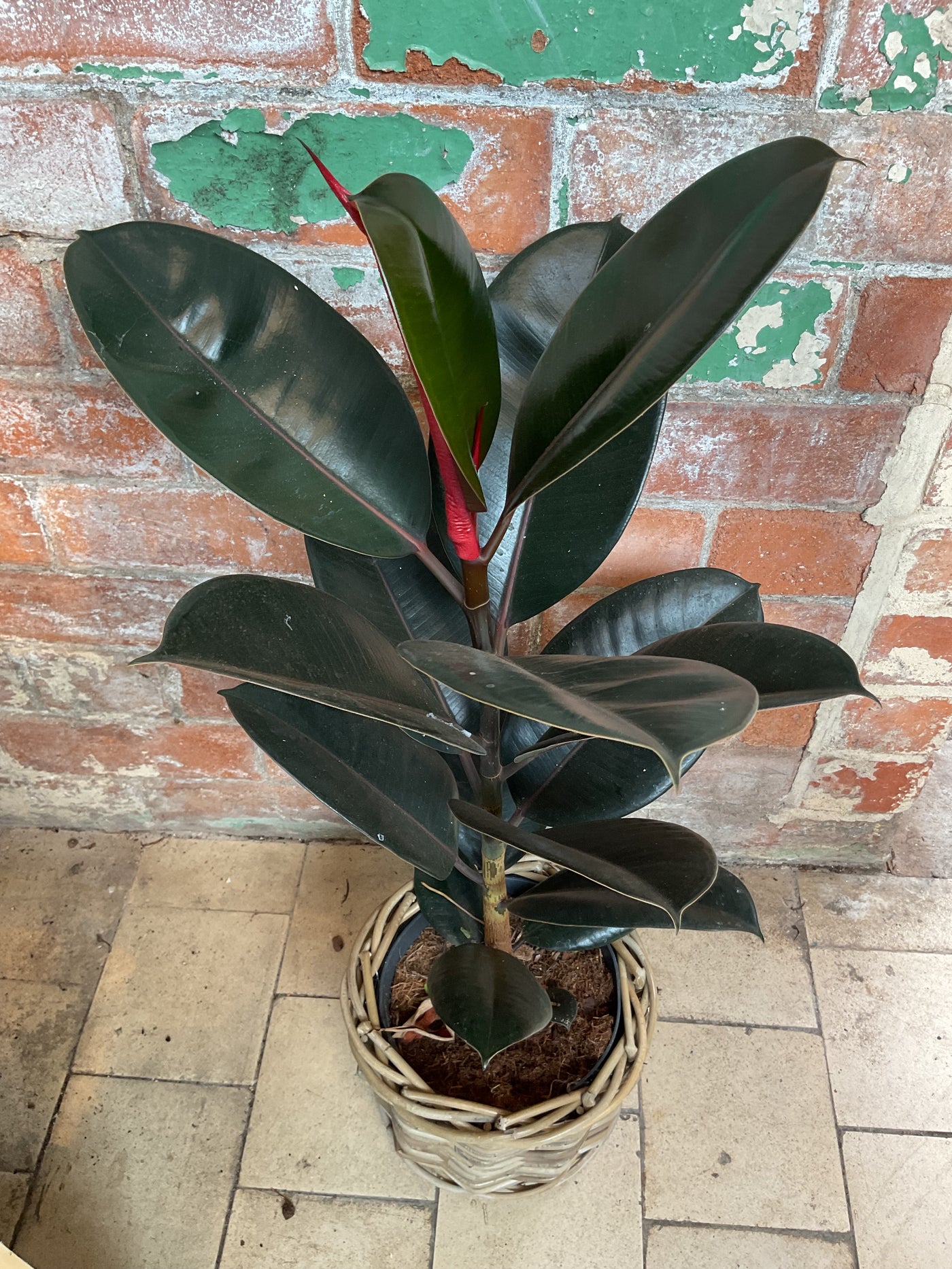 Ficus elastica Abidjan - Rubber tree