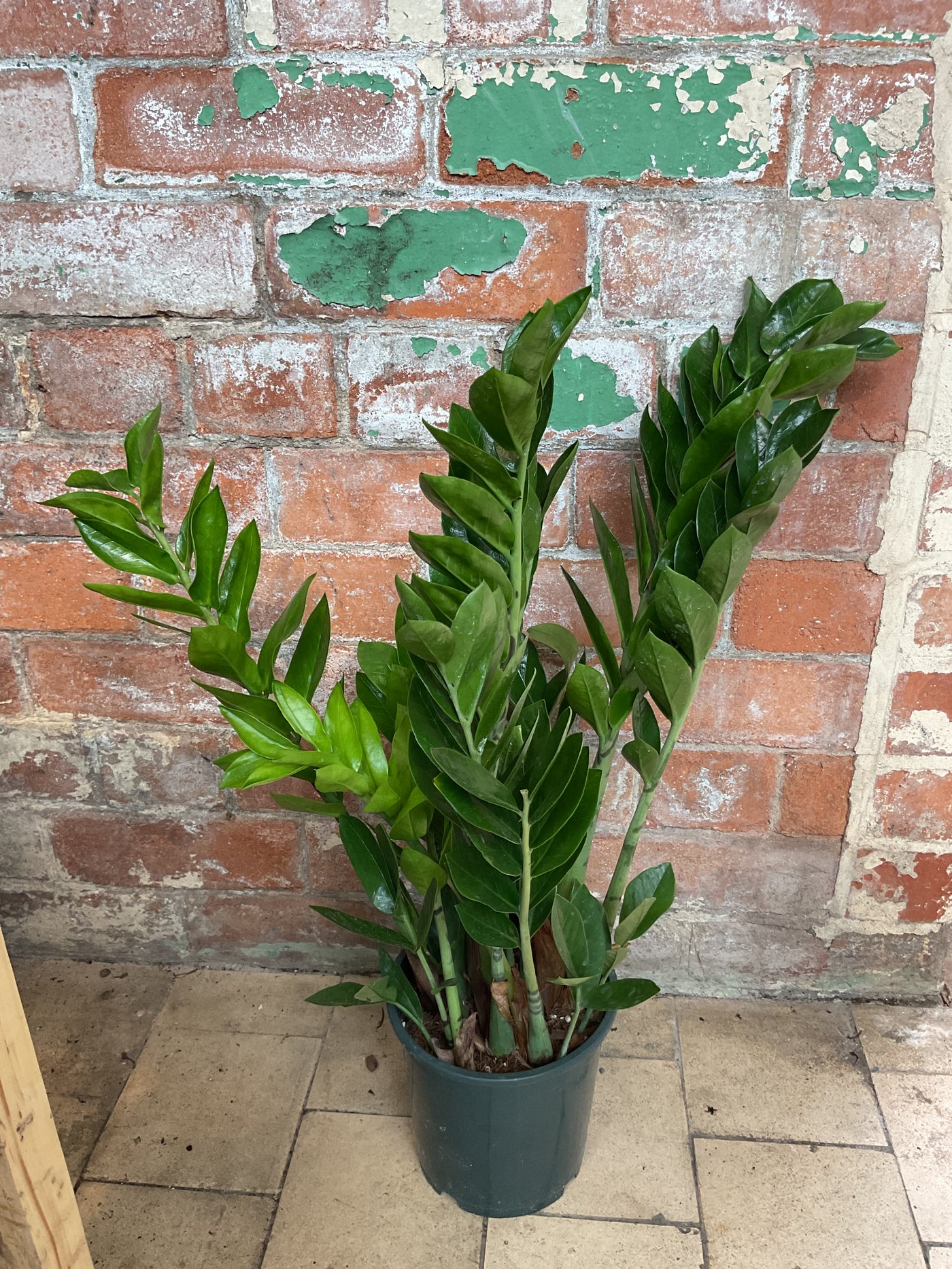 Zamioculcas zamiifolia- ZZ Plant