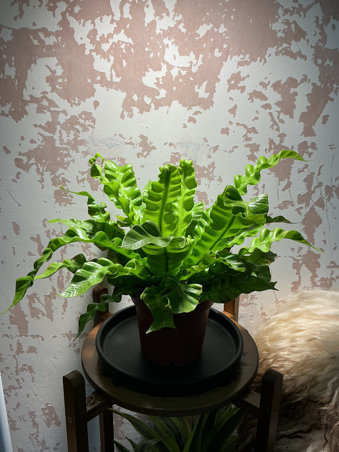 crispy wave fern vs bird's nest Asplenium Nidus