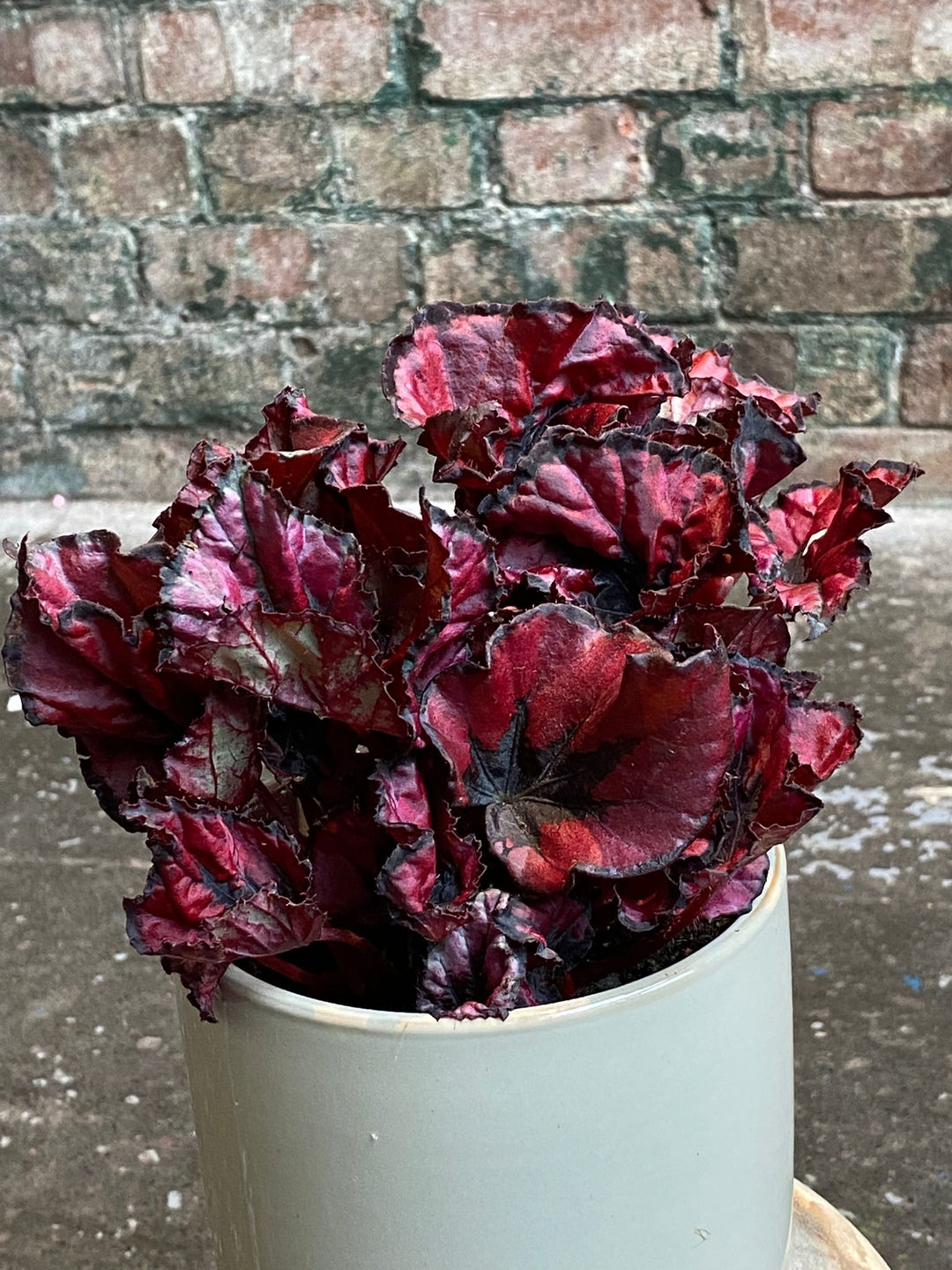Begonia