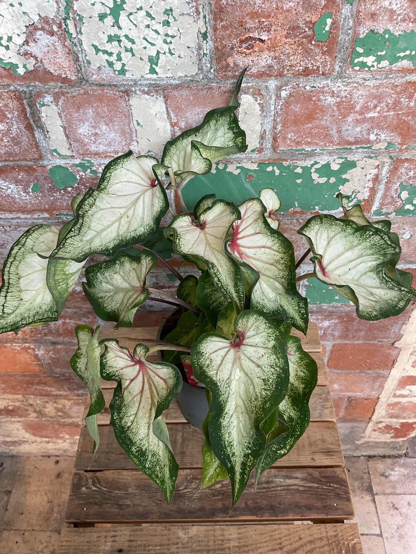 Caladium