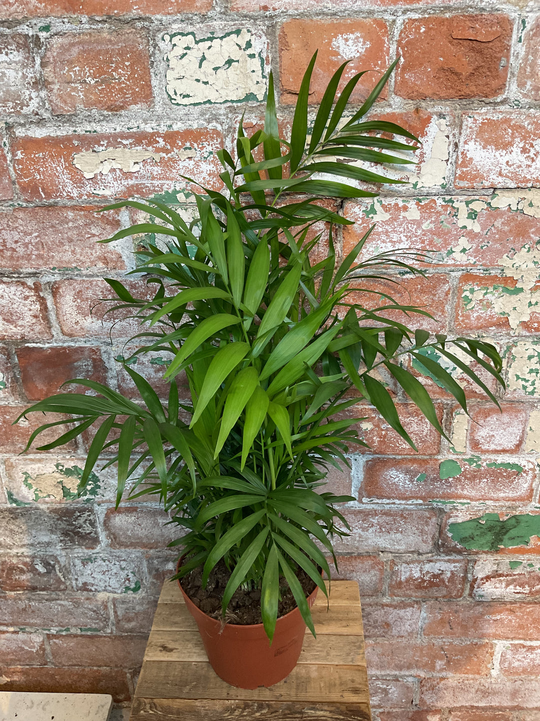 parlor palm uk Chamaedorea Elegans
