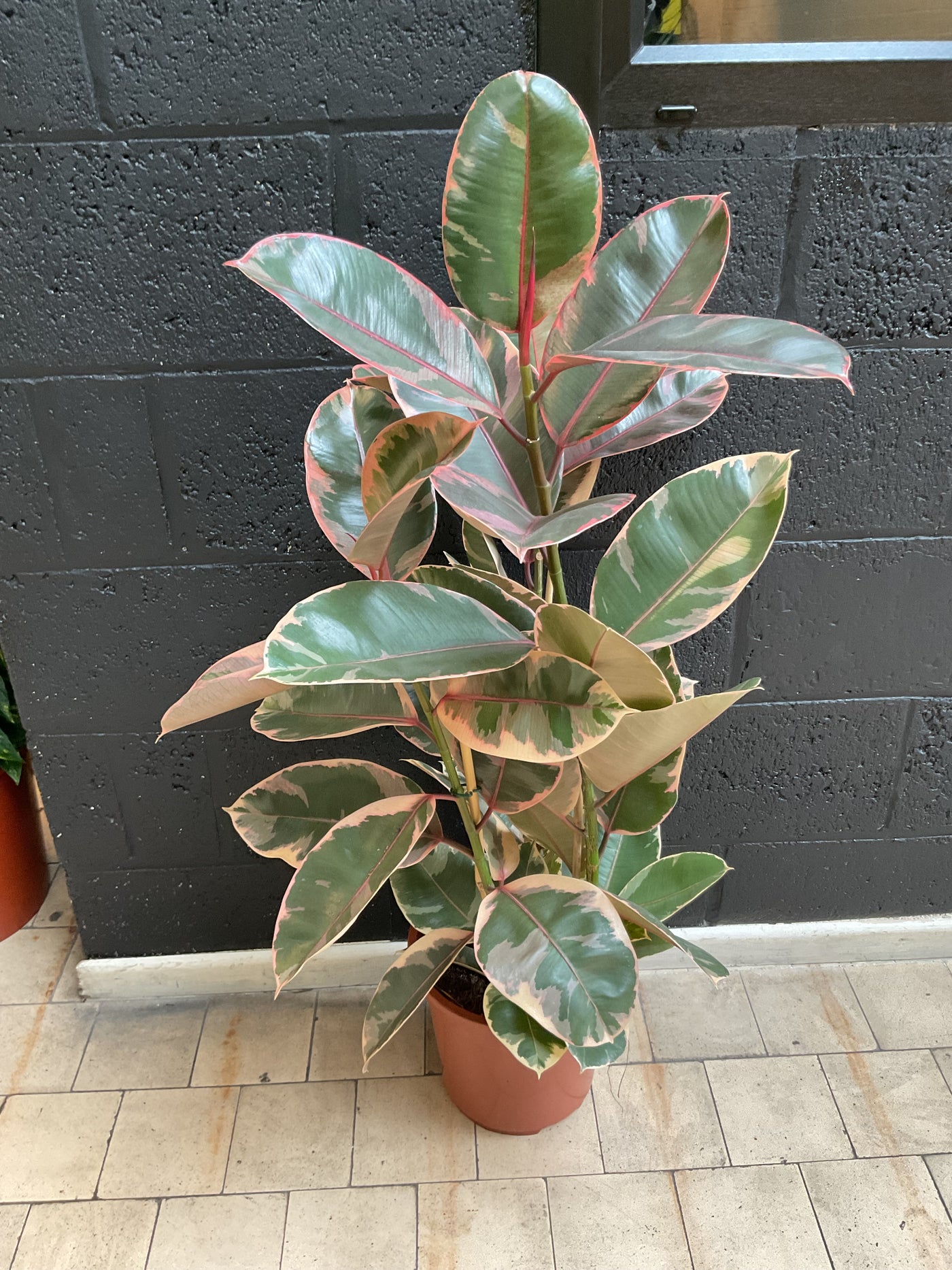 Ficus Belize