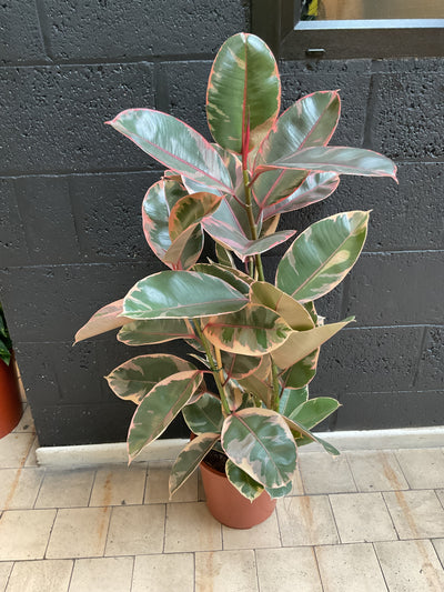 Ficus Belize