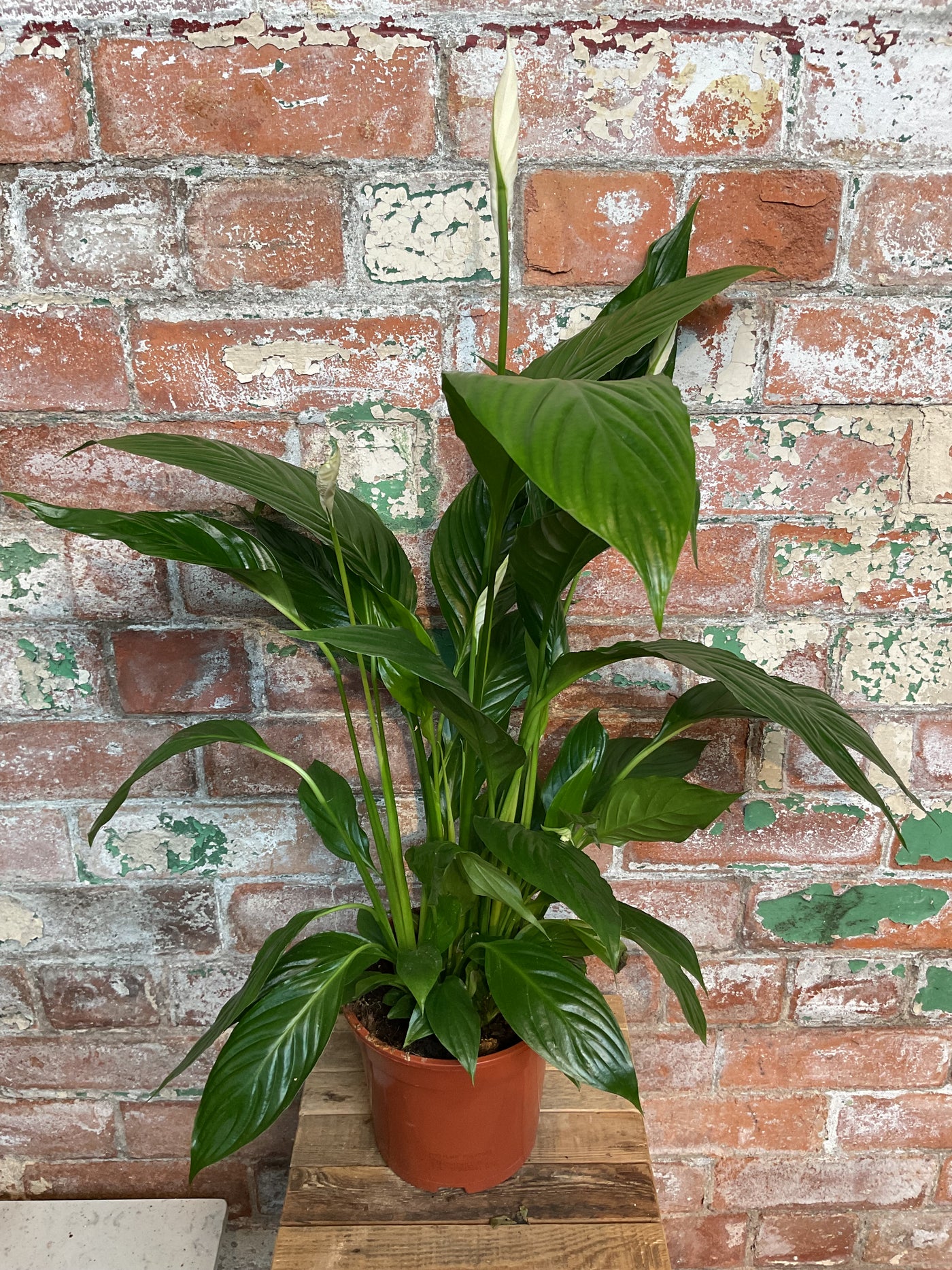 peace lily uk Spathiphyllum
