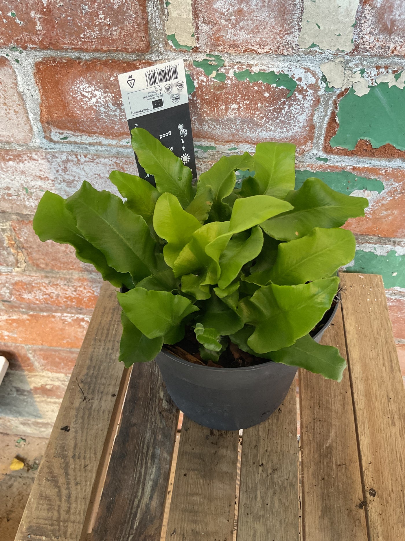 Hart's-tongue fern