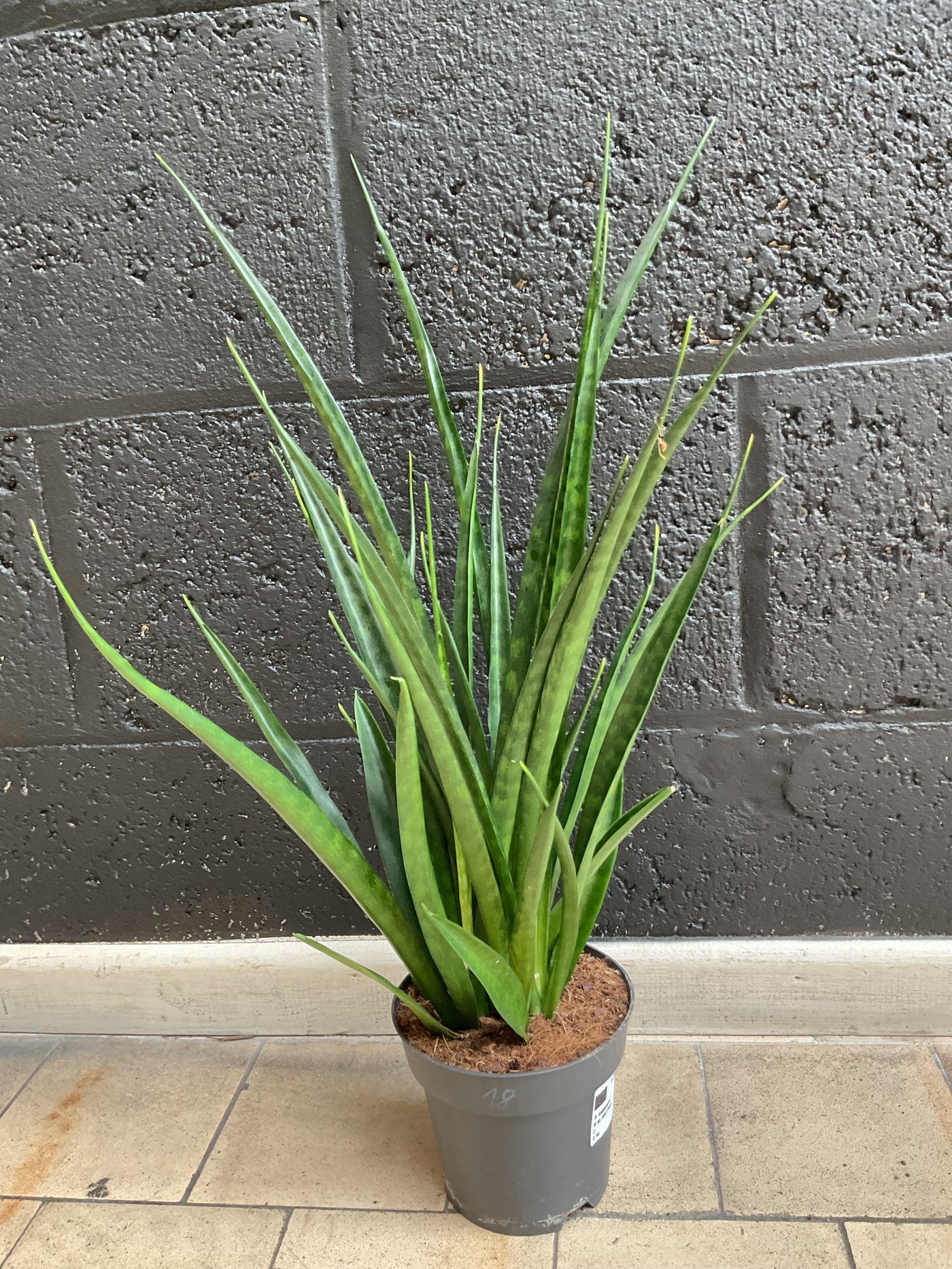 Sansevieria kirkii