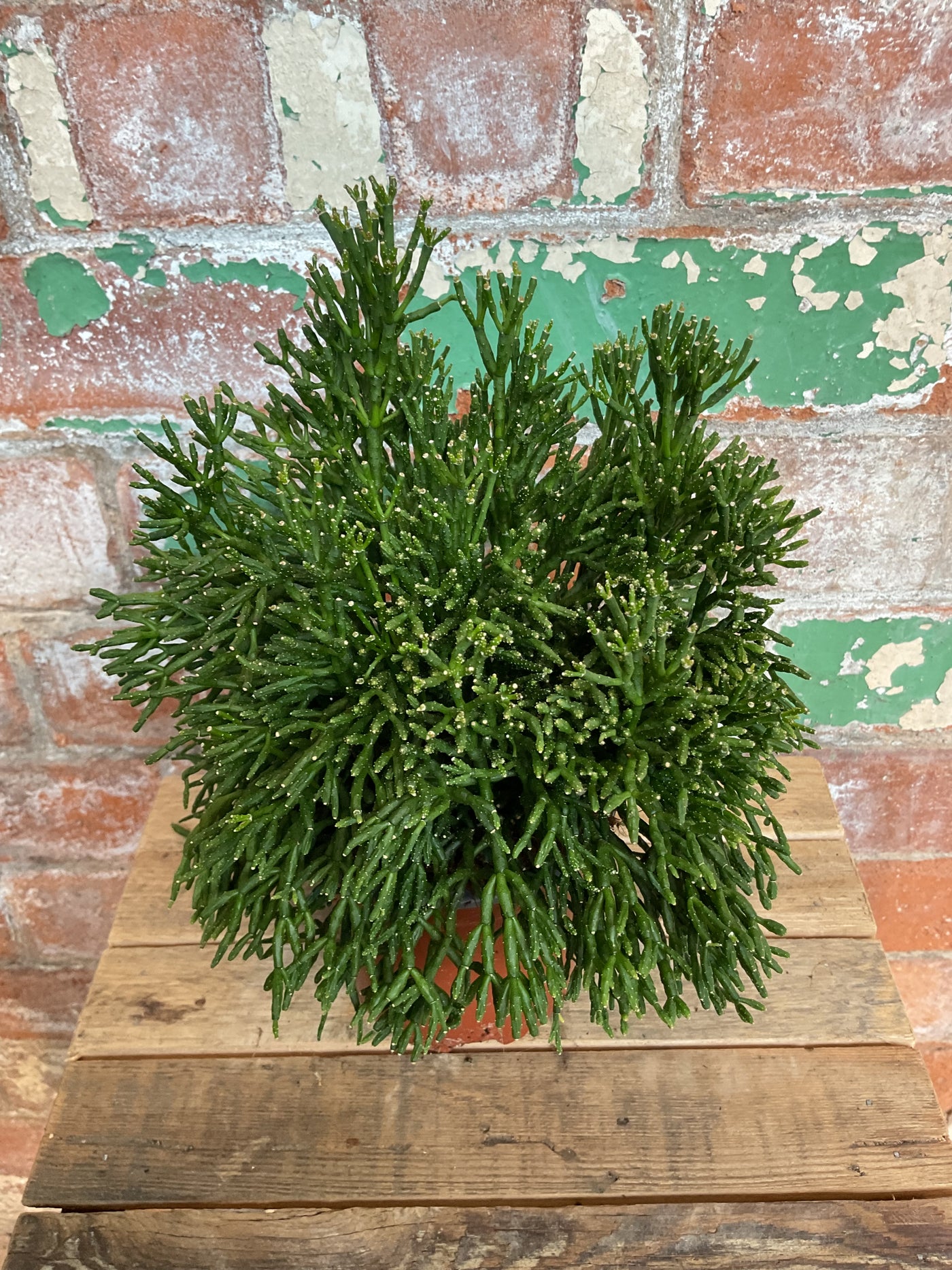 Rhipsalis - Mistletoe cacti
