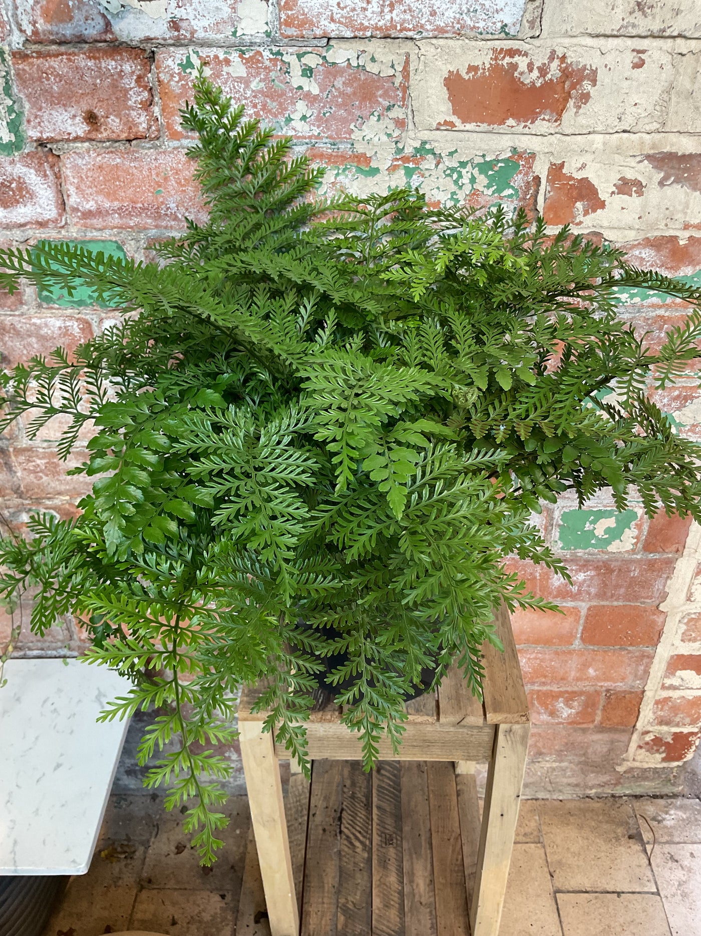 Asplenium pervati - Mother fern