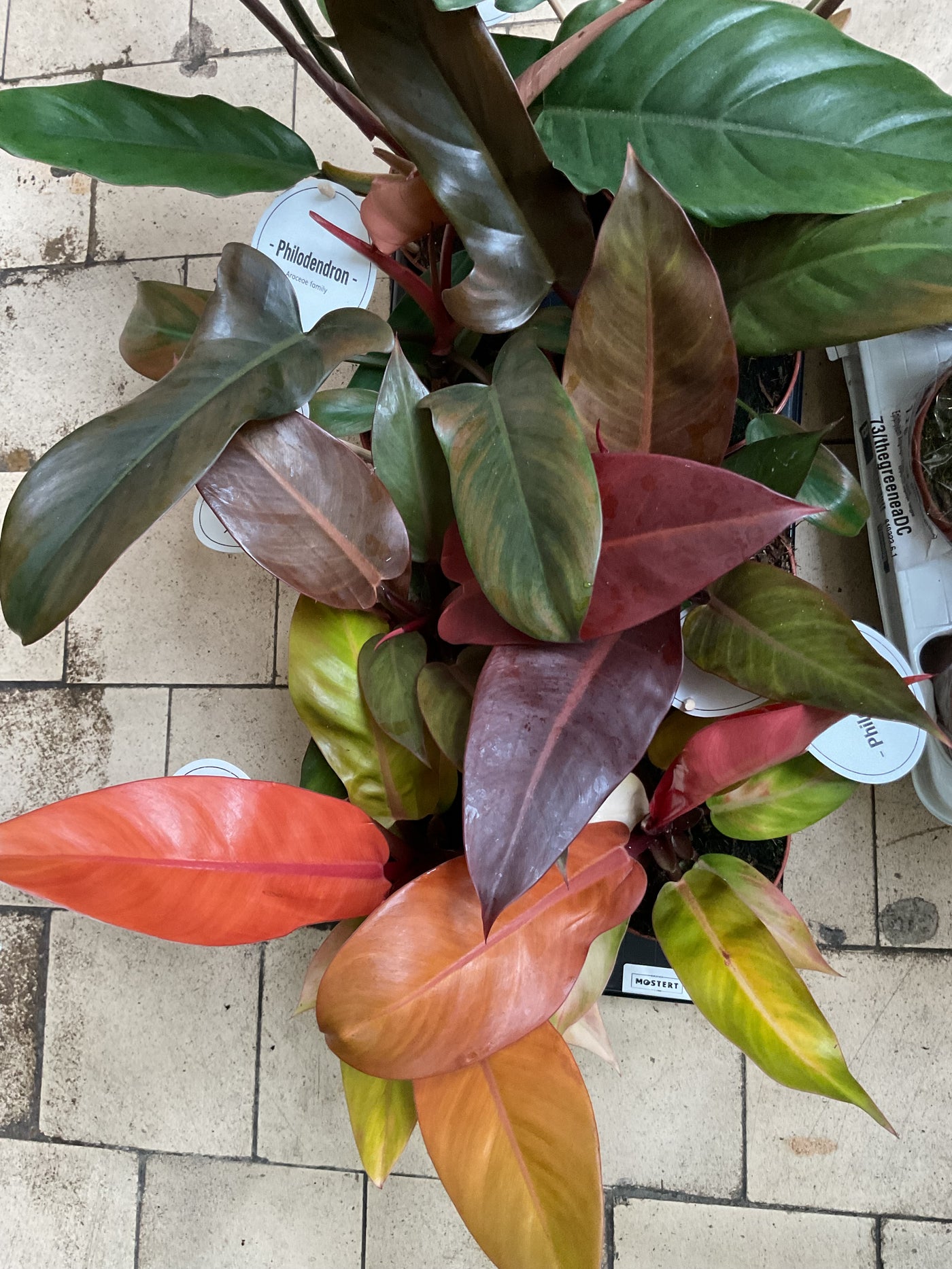 Philodendron autumn mix D12cm