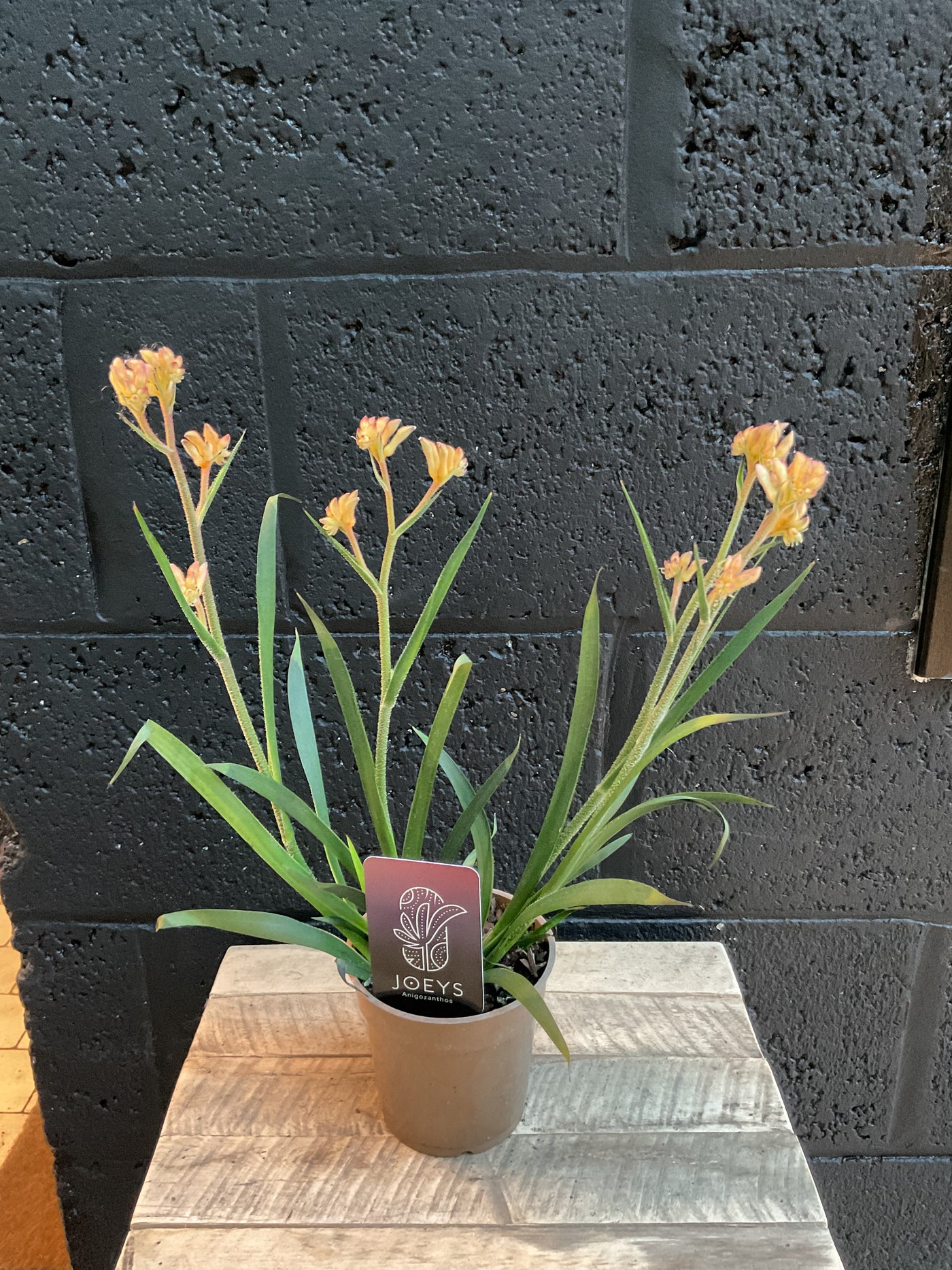 Anigozanthos - Kangaroo paws