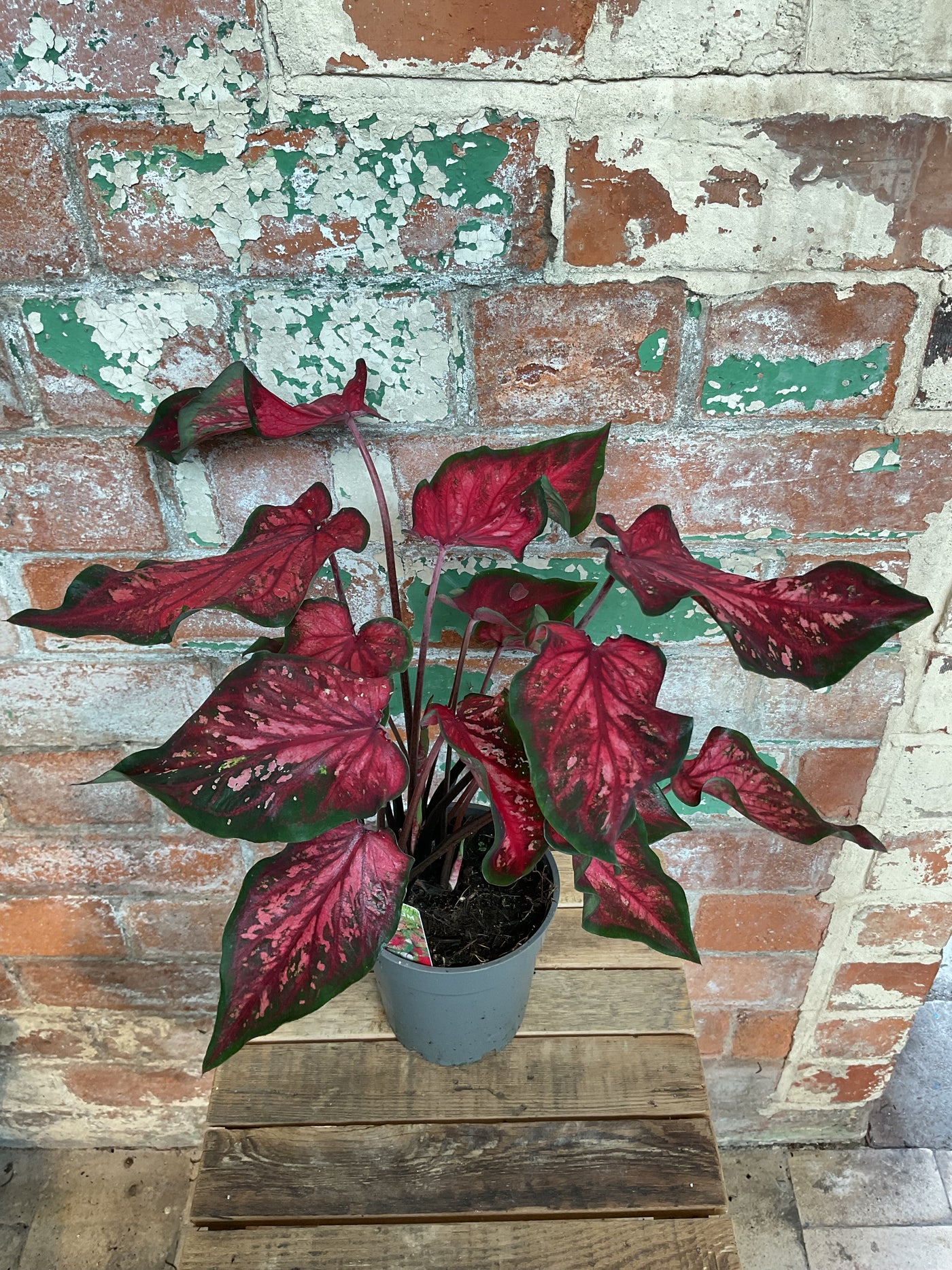 Caladium