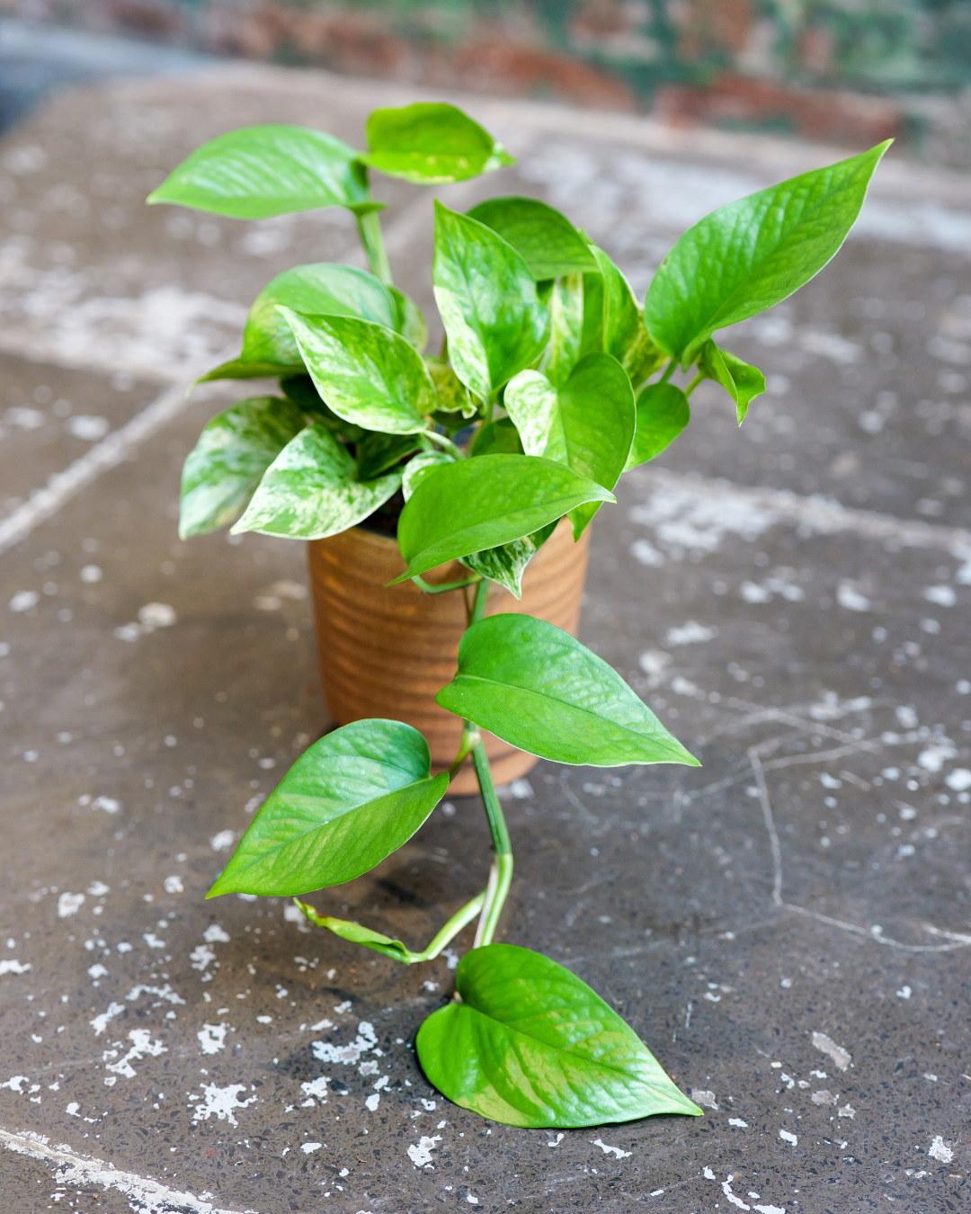 Golden Pothos