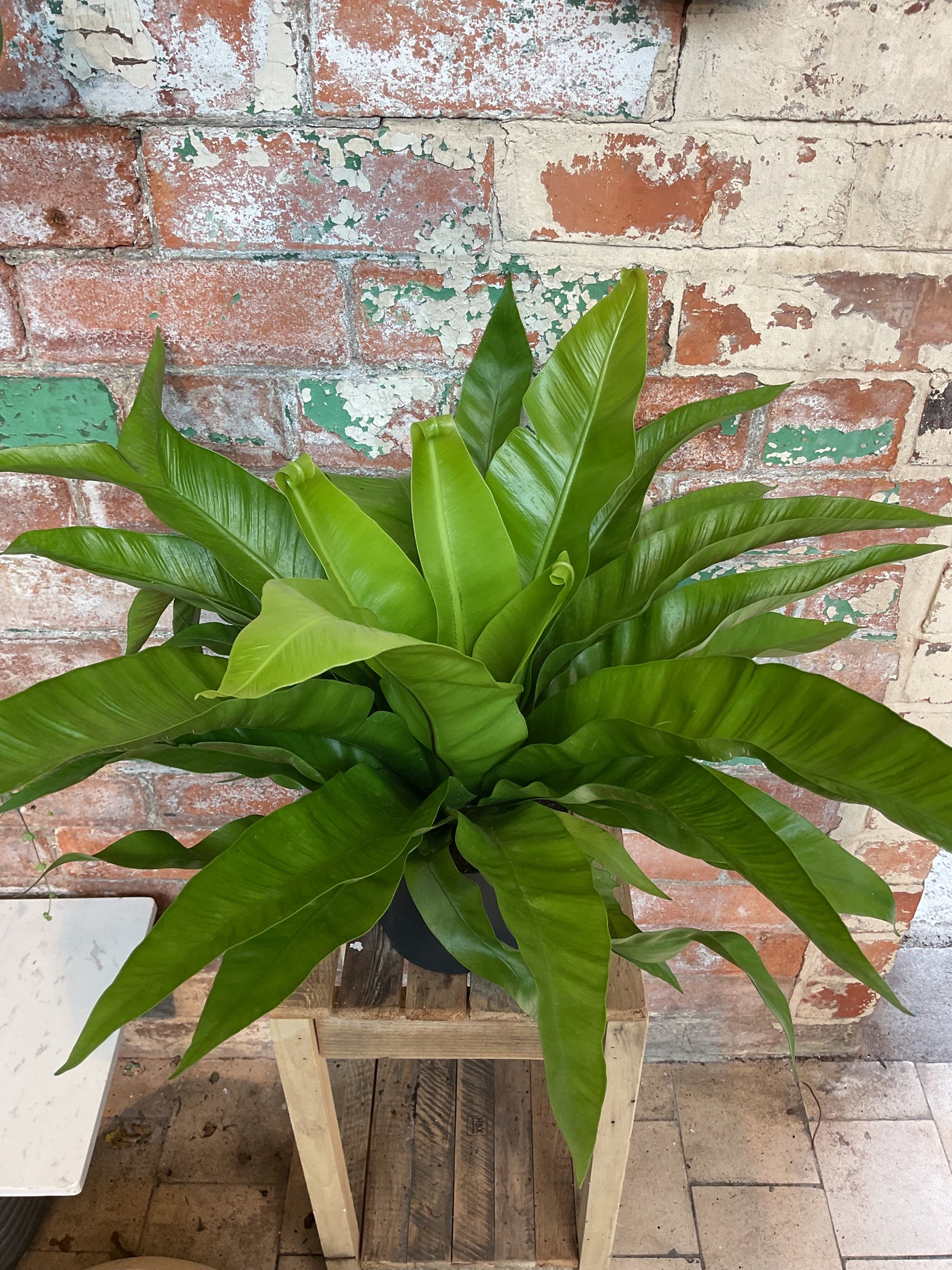 Bird nest fern